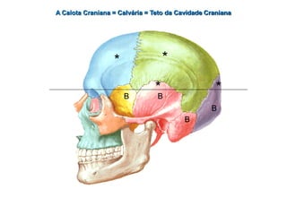 A Calota Craniana = Calvária = Teto da Cavidade Craniana
* *
*
*
B
B
B
B
 