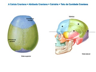 A Calota Craniana = Abóbada Craniana = Calvária = Teto da Cavidade Craniana
Eminência
parietal
* *
*
Vértice
Vista superior
Vista lateral
*
Eminência
frontal
 