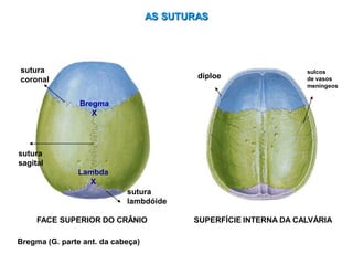 díploe
SUPERFÍCIE INTERNA DA CALVÁRIA
sulcos
de vasos
meníngeos
FACE SUPERIOR DO CRÂNIO
sutura
coronal
sutura
sagital
Bregma
X
sutura
lambdóide
Lambda
X
AS SUTURAS
Bregma (G. parte ant. da cabeça)
 