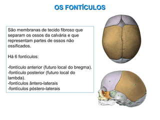 OS FONTÍCULOS
São membranas de tecido fibroso que
separam os ossos da calvária e que
representam partes de ossos não
ossificados.
Há 6 fontículos:
-fontículo anterior (futuro local do bregma).
-fontículo posterior (futuro local do
lambda).
-fontículos ântero-laterais
-fontículos póstero-laterais
 