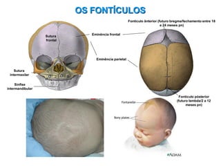 Sutura
frontal
Sutura
intermaxilar
Sínfise
intermandibular
Fontículo ânterior (futuro bregma/fechamento entre 18
e 24 meses pn)
Fontículo pósterior
(futuro lambda/2 a 12
meses pn)
Eminência frontal
Eminência parietal
OS FONTÍCULOS
 