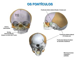 Sutura
frontal
Sutura
intermaxilar
Sínfise
Intermandibular
(fusão no início do 2º ano)
Não há processo
mastóide e
estilóide
Fontículo ântero-lateral (fusão 3 meses pn)
Fontículo póstero-lateral
(12 meses pn)
Fontículos laterais fundem-
se durante a lactância
OS FONTÍCULOS
 