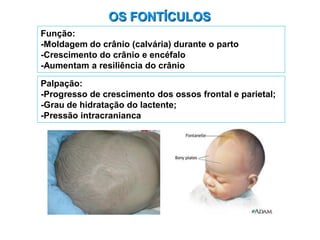 OS FONTÍCULOS
Palpação:
-Progresso de crescimento dos ossos frontal e parietal;
-Grau de hidratação do lactente;
-Pressão intracranianca
Função:
-Moldagem do crânio (calvária) durante o parto
-Crescimento do crânio e encéfalo
-Aumentam a resiliência do crânio
 