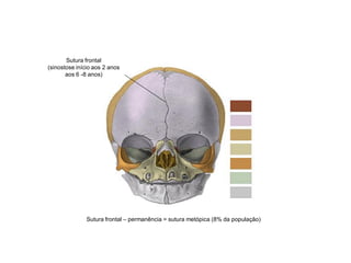 Sutura frontal
(sinostose início aos 2 anos
aos 6 -8 anos)
Sutura frontal – permanência = sutura metópica (8% da população)
 