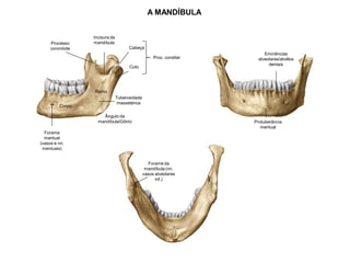 A MANDÍBULA
Processo
frontal da
maxila
Corpo
Ramo
Forame
mentual
(vasos e nn.
mentuais)
Ângulo da
mandíbula/Gônio Protuberância
mentual
Eminências
alveolares/alvélos
dentais
Incisura da
mandíbula
Processo
coronóide Cabeça
Colo
Proc. condilar
Tuberosidade
massetérica
Forame da
mandíbula (nn.
vasos alveolares
inf.)
 