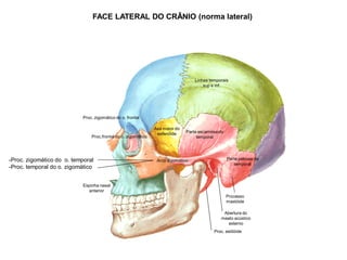 FACE LATERAL DO CRÂNIO (norma lateral)
Arco zigomático
-Proc. zigomático do o. temporal
-Proc. temporal do o. zigomático
Linhas temporais
sup e inf.
Proc. zigomático do o. frontal
Proc.frontal do o. zigomático
Espinha nasal
anterior
Asa maior do
esfenóide Parte escamosa do
temporal
Parte petrosa do
temporal
Abertura do
meato acústico
externo
Processo
mastóide
Proc. estilóide
 