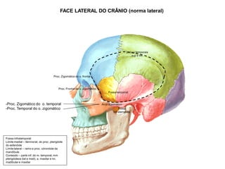 FACE LATERAL DO CRÂNIO (norma lateral)
Arco zigomático
-Proc. Zigomático do o. temporal
-Proc. Temporal do o. zigomático
Linhas temporais
sup e inf.
Proc. Zigomático do o. frontal
Proc. Frontal do o. zigomático
Fossa temporal
Fossa
infratemporal
Fossa infratemporal:
Limite medial – lâmina lat. do proc. pterigóide
do esfenóide
Limite lateral – ramo e proc. córonóide da
mandíbula
Conteúdo – parte inf. do m. temporal, mm
pterigóideos (lat e med), a. maxilar e nn.
madibular e maxilar
 