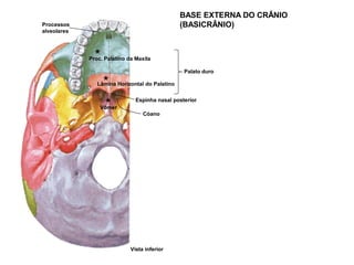 BASE EXTERNA DO CRÂNIO
(BASICRÂNIO)
Vista inferior
Lâmina Horizontal do Palatino
*
Vômer
*
Proc. Palatino da Maxila
*
Palato duro
Cóano
Espinha nasal posterior
Processos
alveolares
 