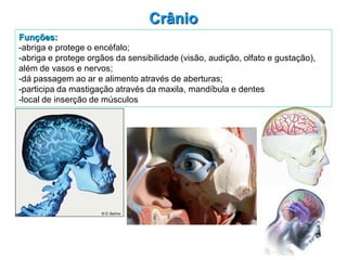 Crânio
Funções:
-abriga e protege o encéfalo;
-abriga e protege orgãos da sensibilidade (visão, audição, olfato e gustação),
além de vasos e nervos;
-dá passagem ao ar e alimento através de aberturas;
-participa da mastigação através da maxila, mandíbula e dentes
-local de inserção de músculos
 
