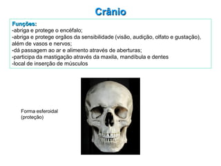 Crânio
Forma esferoidal
(proteção)
Funções:
-abriga e protege o encéfalo;
-abriga e protege orgãos da sensibilidade (visão, audição, olfato e gustação),
além de vasos e nervos;
-dá passagem ao ar e alimento através de aberturas;
-participa da mastigação através da maxila, mandíbula e dentes
-local de inserção de músculos
 