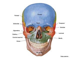 Frontal
Temporal
Parietal
Maxila
Mandíbula
Zigomático
Esfenóide
Nasal
Lacrimal
Etmóide
Concha nasal inf.
Vômer
Vista anterior
Palatino
 