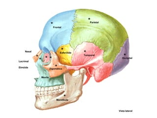 Vista lateral
Frontal
Parietal
Occipital
Temporal
Esfenóide
Nasal
Maxila
Lacrimal
Etmóide
Zigomático
Mandíbula
*
*
*
*
*
** * *
*
*
 