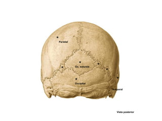 Vista posterior
Parietal
*
Occipital
*
Temporal
*
*
*
*
*
Oo. suturais
 