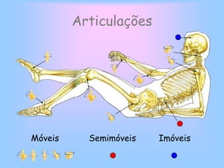 IlíacoFémurCoxaPatelaTíbiaPernaFíbulaPéMembros inferioresConstituidos por 4 regiões: