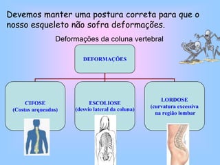 12Como deve imaginar os ossos não se podem dobrar e, por isso, nos locais onde dois ossos se encontram, existem articulações. Estas funcionam como dobradiças que nos permitem fazer movimentos.Cotovelos,Punhos,Joelhos,Tornozelos,Articulações dos dedos