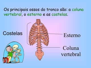 EsternoCostelasColuna vertebralOs principais ossos do tronco são: a coluna vertebral, o esterno e as costelas.