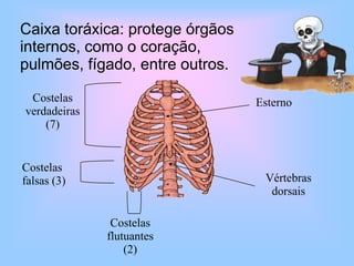 Costelas verdadeiras (7)EsternoCostelas falsas (3)Vértebras dorsaisCostelasflutuantes (2)Caixatoráxica: protegeórgãosinternos, como o coração, pulmões, fígado, entre outros.