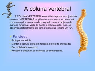 A coluna vertebralA COLUNA VERTEBRAL é constituída por um conjunto de ossos ou VÉRTEBRAS empilhadas umas sobre as outras não como uma pilha de cubos de brinquedo, mas arranjadas de maneira funcional. Vista de frente a coluna é reta, mas, se observada lateralmente ela tem a forma que lembra um "S".