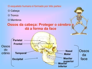 Parietal<br />Ossos      do crânio<br />Frontal<br />Occipital<br />Ossosda face<br />Temporal<br />Nasal<br />Malar<br />...