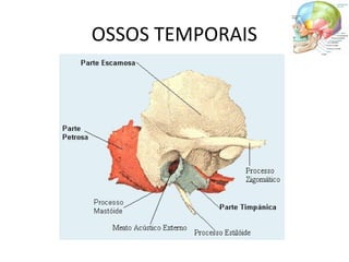 OSSOS TEMPORAIS
 
