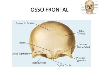 OSSO FRONTAL
 