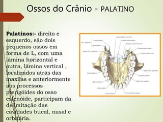 Ossos do Crânio - PALATINO
Palatinos:- direito e
esquerdo, são dois
pequenos ossos em
forma de L, com uma
lâmina horizontal e
outra, lâmina vertical ,
localizados atrás das
maxilas e anteriormente
aos processos
pterigóides do osso
esfenóide, participam da
delimitação das
cavidades bucal, nasal e
orbitária.
 
