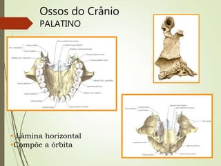 Ossos do Crânio
PALATINO
• Lâmina horizontal
•Compõe a órbita
 