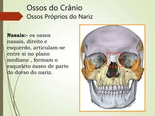 Ossos do Crânio
Ossos Próprios do Nariz
Nasais:- os ossos
nasais, direito e
esquerdo, articulam-se
entre si no plano
mediano , formam o
esqueleto ósseo de parte
do dorso do nariz.
 