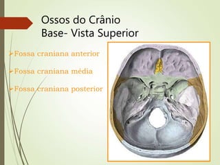 Ossos do Crânio
Base- Vista Superior
Fossa craniana anterior
Fossa craniana média
Fossa craniana posterior
 
