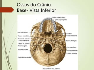 Ossos do Crânio
Base- Vista Inferior
 