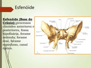 Esfenóide
Esfenóide (Base do
Crânio):-processos
clinóides anteriores e
posteriores, fossa
hipofisária, forame
redondo, forame
oval, forame
espinhoso, canal
óptico.
 