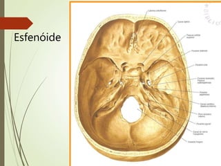 Esfenóide
 