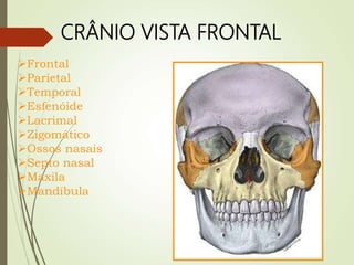 CRÂNIO VISTA FRONTAL
Frontal
Parietal
Temporal
Esfenóide
Lacrimal
Zigomático
Ossos nasais
Septo nasal
Maxila
Mandíbula
 
