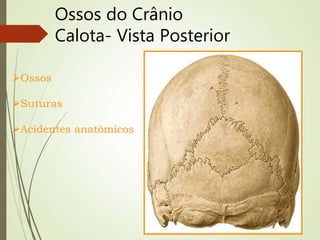 Ossos do Crânio
Calota- Vista Posterior
Ossos
Suturas
Acidentes anatômicos
 