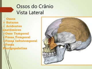 Ossos do Crânio
Vista Lateral
 Ossos
 Suturas
 Acidentes
anatômicos
Osso Temporal
Fossa Temporal
Fossa Infratemporal
Fossa
Pterigopalatina
 