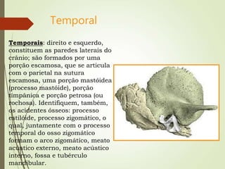 Temporal
Temporais: direito e esquerdo,
constituem as paredes laterais do
crânio; são formados por uma
porção escamosa, que se articula
com o parietal na sutura
escamosa, uma porção mastóidea
(processo mastóide), porção
tímpânica e porção petrosa (ou
rochosa). Identifiquem, também,
os acidentes ósseos: processo
estilóide, processo zigomático, o
qual, juntamente com o processo
temporal do osso zigomático
formam o arco zigomático, meato
acústico externo, meato acústico
interno, fossa e tubérculo
mandibular.
 