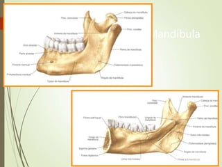 Mandíbula
 