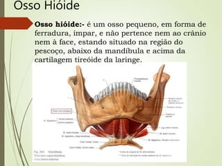Osso Hióide
Osso hióide:- é um osso pequeno, em forma de
ferradura, ímpar, e não pertence nem ao crânio
nem à face, estando situado na região do
pescoço, abaixo da mandíbula e acima da
cartilagem tireóide da laringe.
 