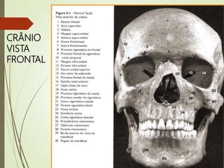 CRÂNIO
VISTA
FRONTAL
 
