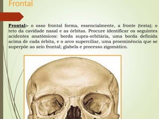 Frontal
Frontal:- o osso frontal forma, essencialmente, a fronte (testa); o
teto da cavidade nasal e as órbitas. Procure identificar os seguintes
acidentes anatômicos: borda supra-orbitária, uma borda definida
acima de cada órbita, e o arco superciliar, uma proeminência que se
superpõe ao seio frontal; glabela e processo zigomático.
 