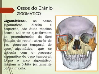 Ossos do Crânio
ZIGOMÁTICO
Zigomáticos:- os ossos
zigomáticos, direito e
esquerdo, são duas massas
ósseas salientes que formam
as proeminências da face
(Maçãs do rosto); através do
seu processo temporal do
osso zigomático, que se
articula com o processo
zigomático do osso temporal,
forma o arco zigomático;
limitam a órbita juntamente
com a maxila.
 