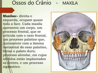 Ossos do Crânio - MAXILA
Maxilas:- direita e
esquerda, ocupam quase
toda a face. Cada maxila
apresenta um corpo, um
processo frontal, que se
articula com o osso frontal,
um processo palatino que,
juntamente com a lâmina
horizontal do osso palatino,
forma o palato duro;
processo alveolar, em cujos
alvéolos estão implantados
os dentes, e um processo
zigomático.
 