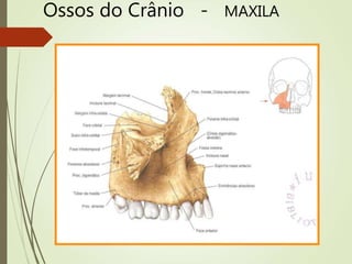 Ossos do Crânio - MAXILA
 