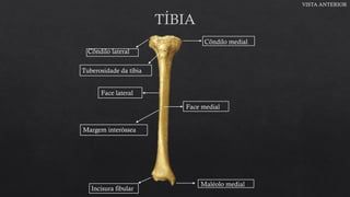 OSSOS DOS MEMBROS INFERIORES | PPT