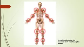 As regiões circuladas são 
exemplos onde há articulações 
móveis. 
 