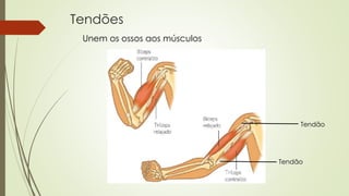Tendões 
Unem os ossos aos músculos 
Tendão 
Tendão 
 