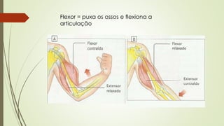 Flexor = puxa os ossos e flexiona a 
articulação 
 