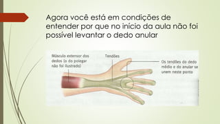 Agora você está em condições de 
entender por que no início da aula não foi 
possível levantar o dedo anular 
 