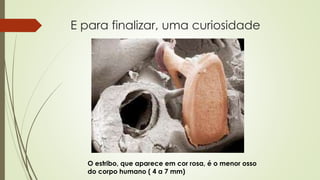 E para finalizar, uma curiosidade 
O estribo, que aparece em cor rosa, é o menor osso 
do corpo humano ( 4 a 7 mm) 
 