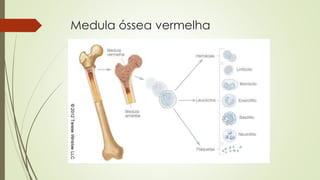 Medula óssea vermelha 
 